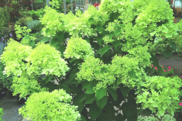 GreenSales Balk: Pluimhortensia's van eigen kwekerij. Groencentrum voor particulieren en groenleverancier voor hoveniers.
